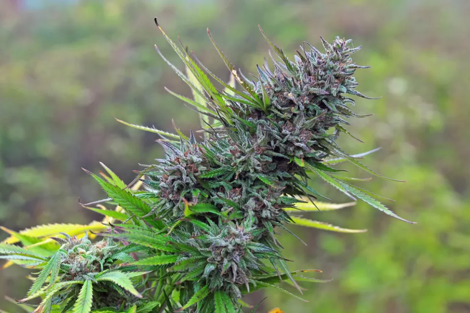 Marijuana